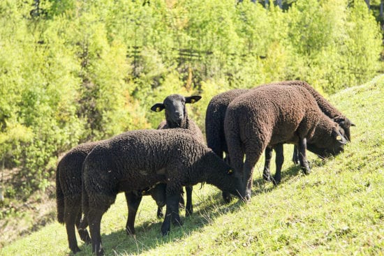 Familienurlaub am Hauser Kaibling, Steiermark